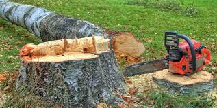 Best Tree Preservation Services  in Wilkes Barre, PA