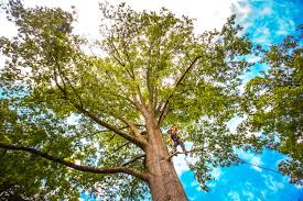 Best Tree Cabling and Bracing  in Wilkes Barre, PA