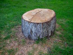 Best Root Management and Removal  in Wilkes Barre, PA