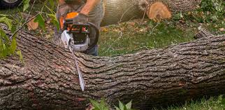 Best Tree Removal  in Wilkes Barre, PA