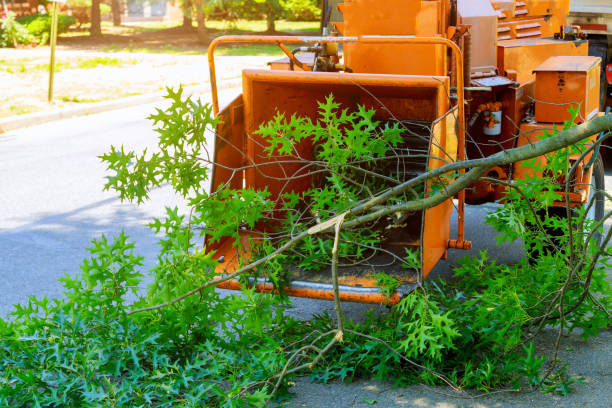 Best Tree Mulching  in Wilkes Barre, PA