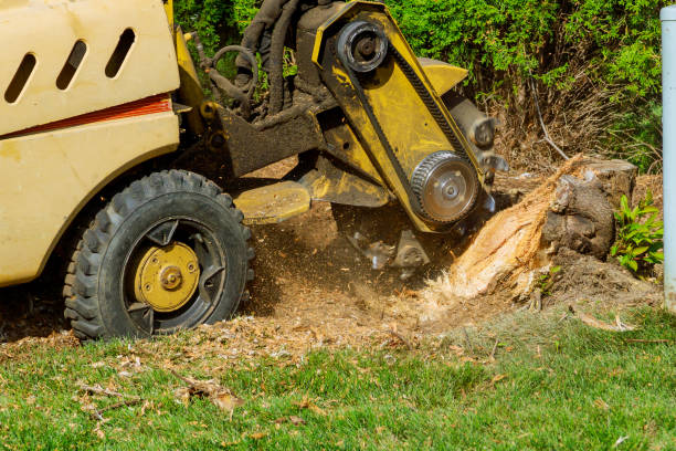 Best Arborist Consultation Services  in Wilkes Barre, PA