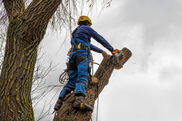 How Our Tree Care Process Works  in  Wilkes Barre, PA