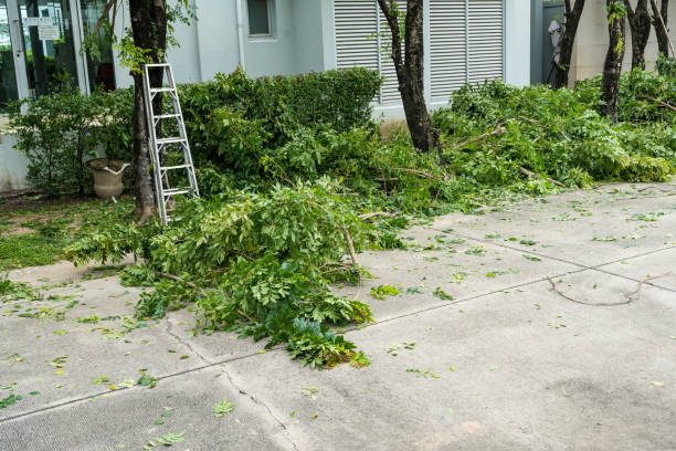 Best Palm Tree Trimming  in Wilkes Barre, PA