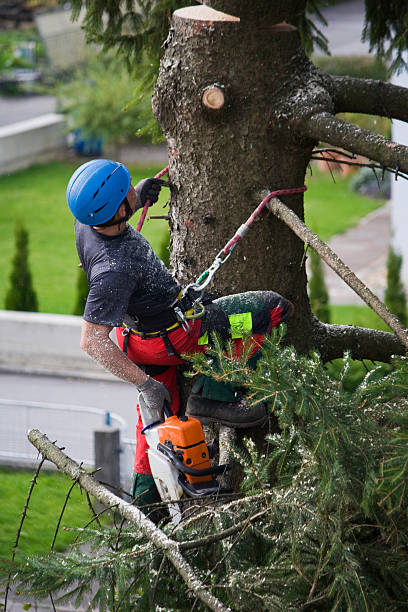 Best Tree Risk Assessment  in Wilkes Barre, PA