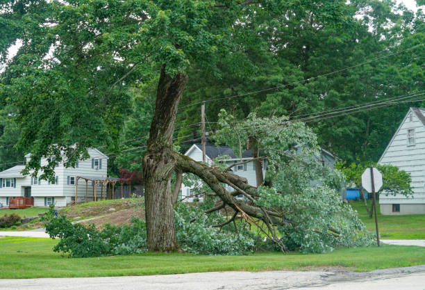 Best Emergency Tree Removal  in Wilkes Barre, PA