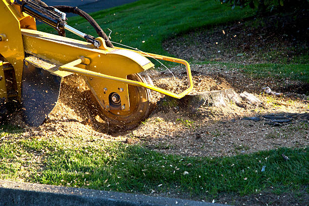 Best Tree Maintenance Programs  in Wilkes Barre, PA