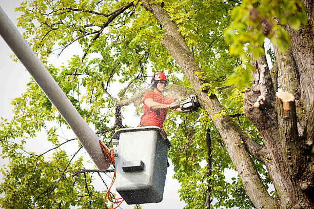Best Commercial Tree Services  in Wilkes Barre, PA