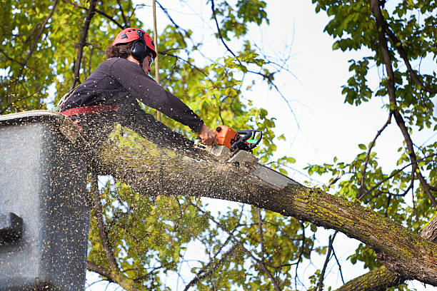  Wilkes Barre, PA Tree Services Pros