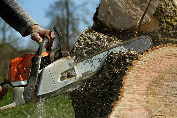 Best Tree Disease Treatment  in Wilkes Barre, PA